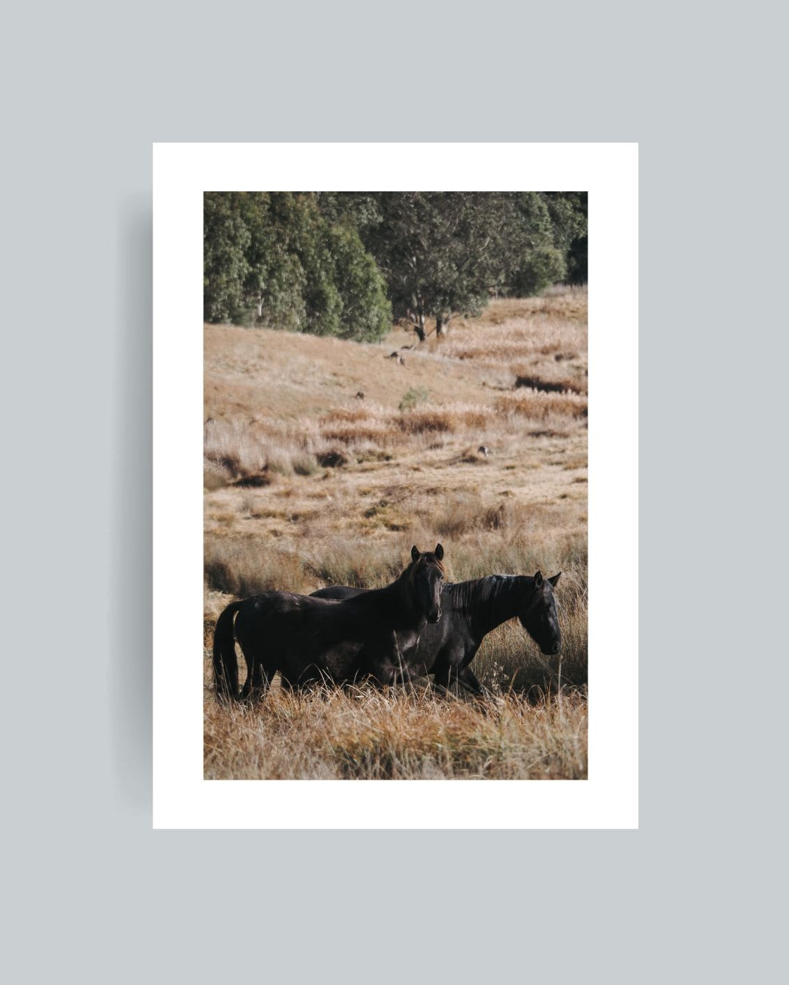 Brumbie photography print unframed