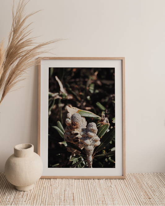 Coastal Banksia Photography Print