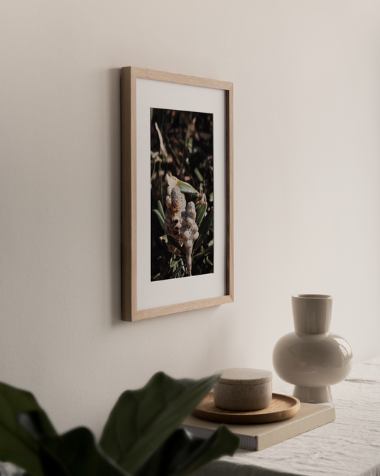Coastal Banksia Photography Print Side View