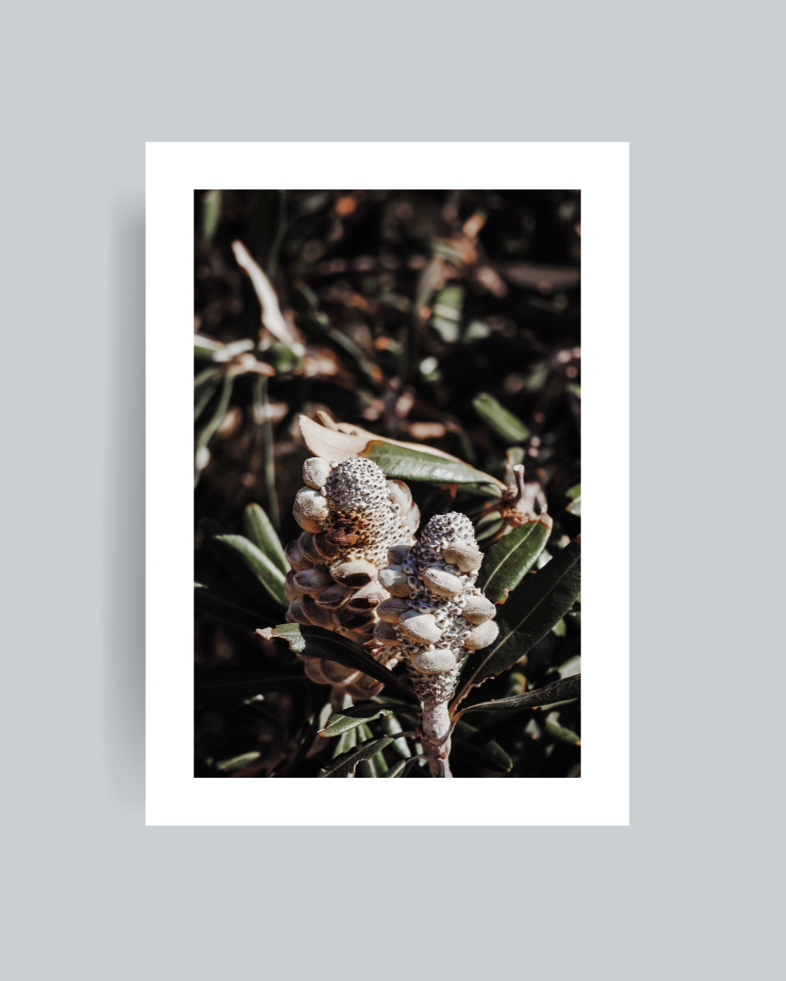 Coastal Banksia Photography Print Unframed