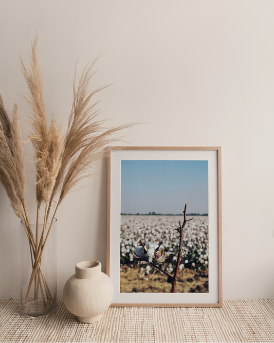 Cotton Field Photography Print
