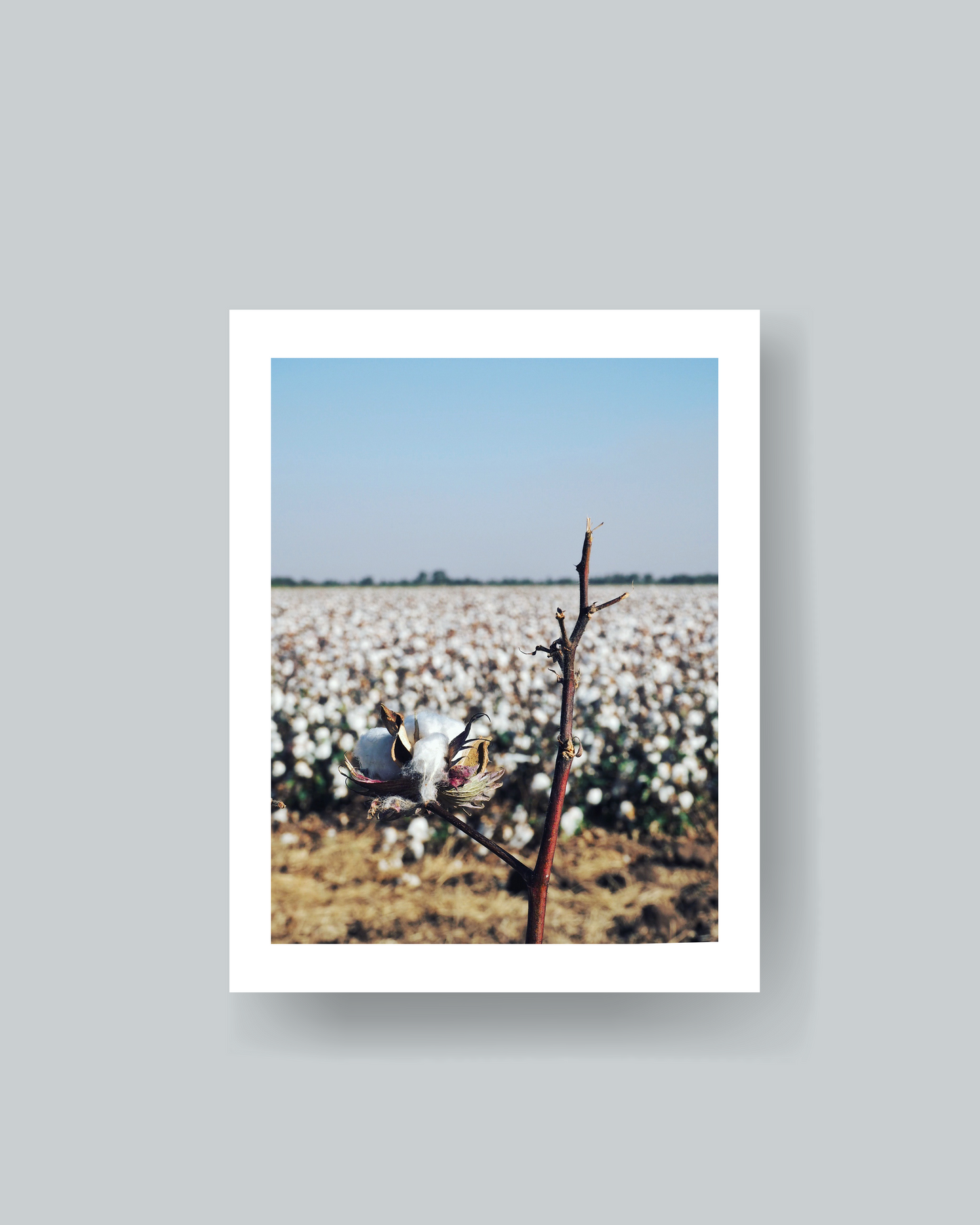 Cotton Field Photography Print Unframed
