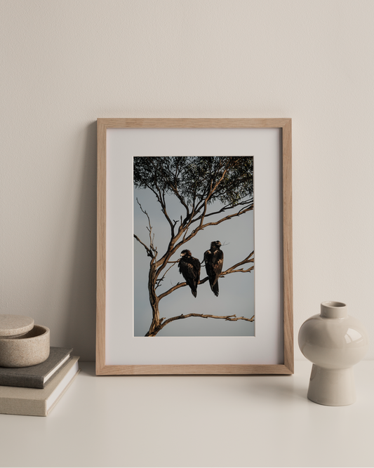 Eagle Pair Photography Print