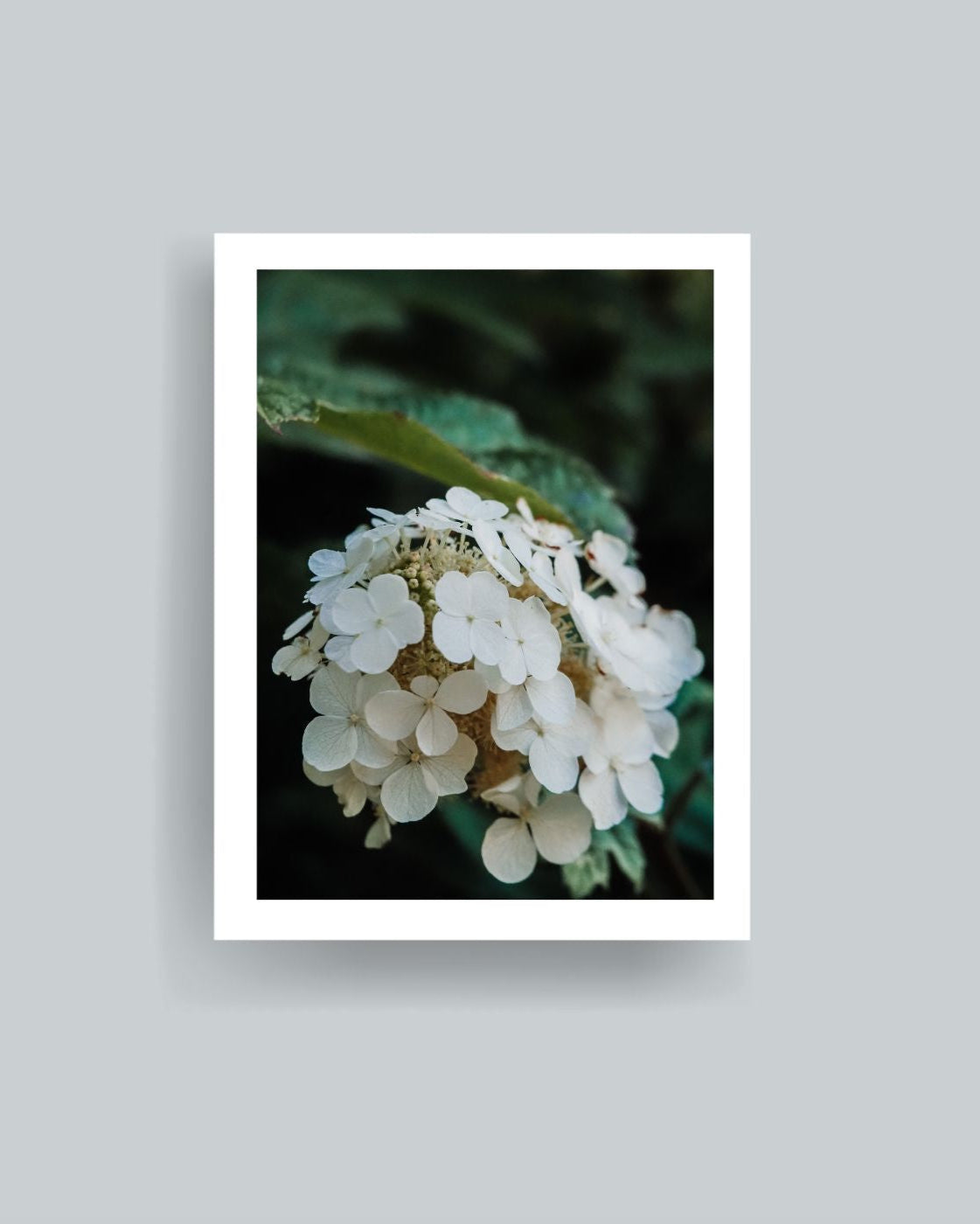 In Bloom Photography Print Unframed