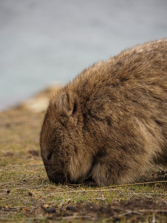 Exploring Maria Island, Tasmania: A Hiker’s Dream!