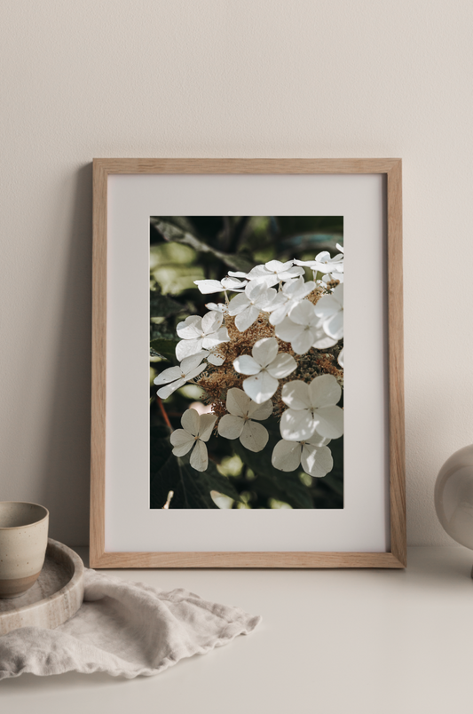 In Bloom #2 Photography Print