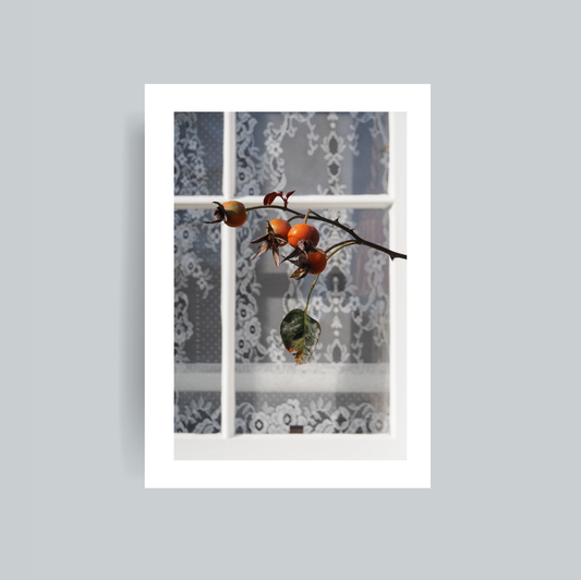 Cottage Rose Photography Print
