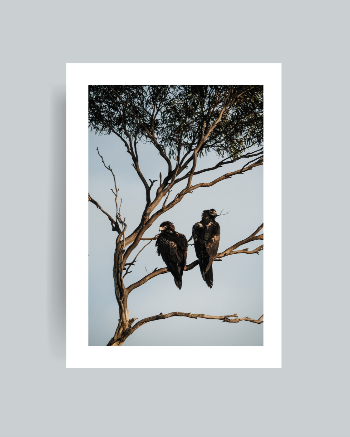 Eagle Pair Photography Print Unframed