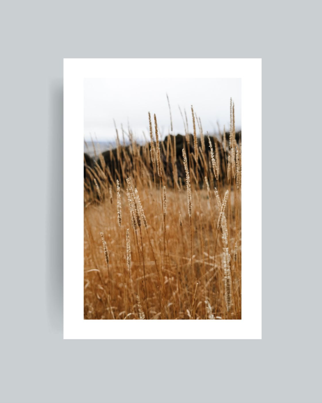 Golden Fields Photography Print Unframed