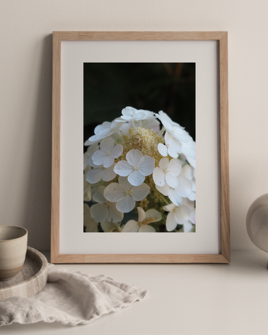 In Bloom One Photography Print Close Up