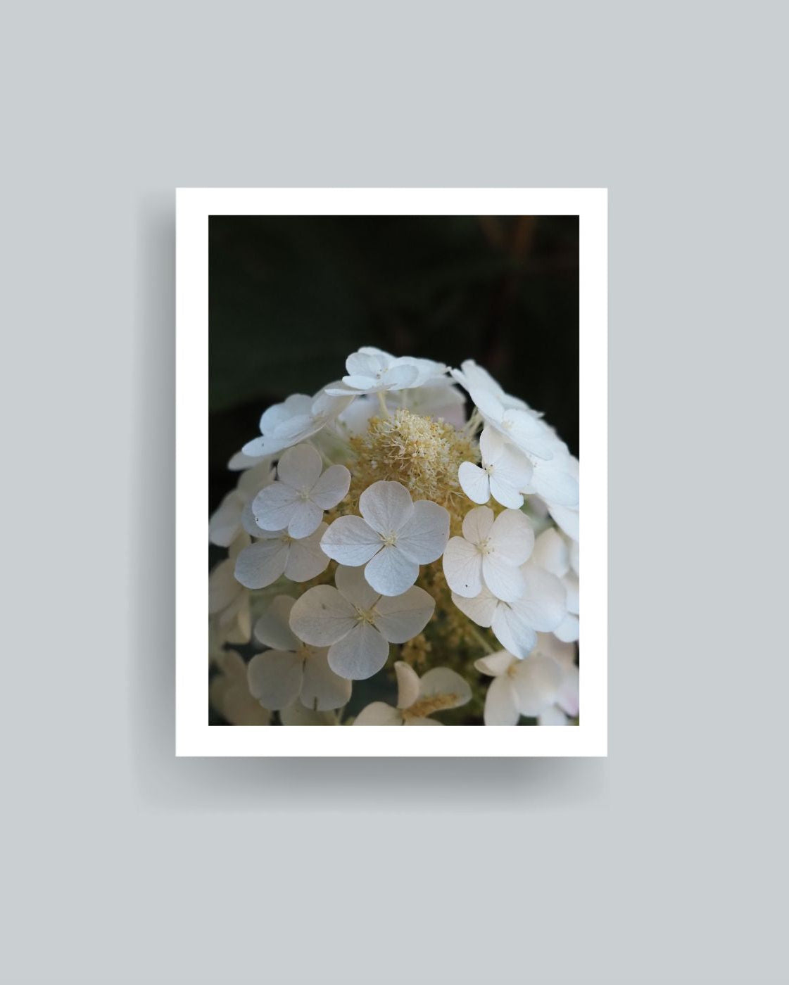 In Bloom One Photography Print Unframed