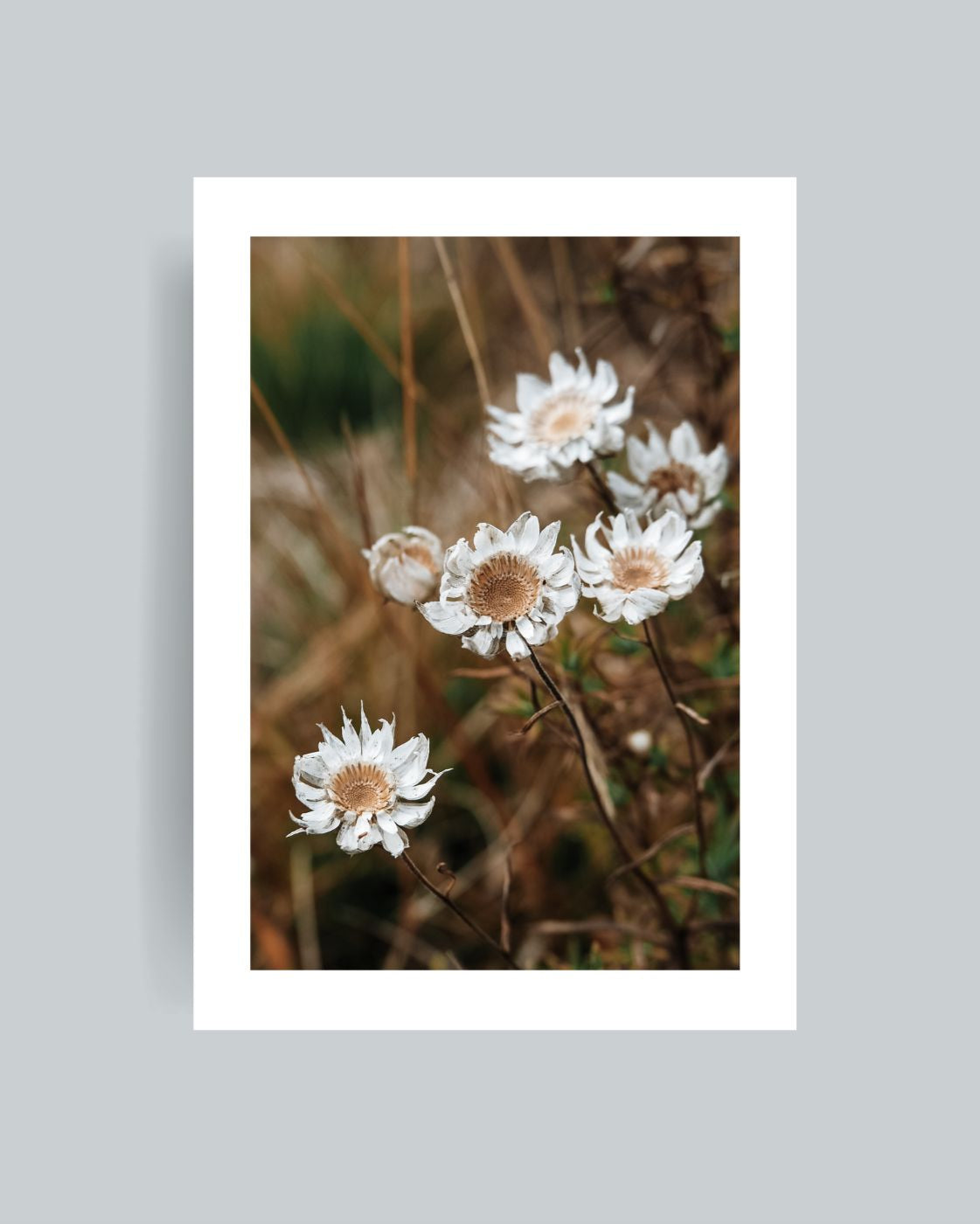 Sunray Photography Print Unframed